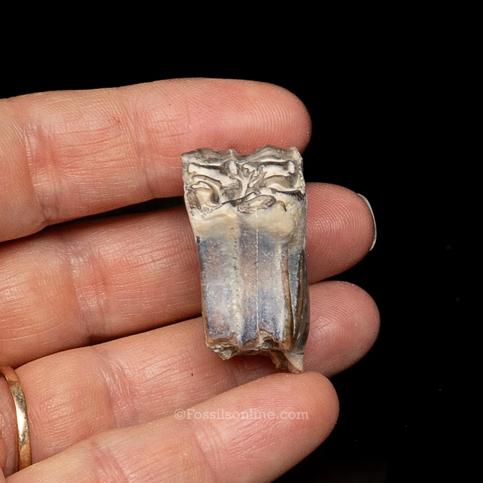 Three Toed Horse Tooth - Image 2