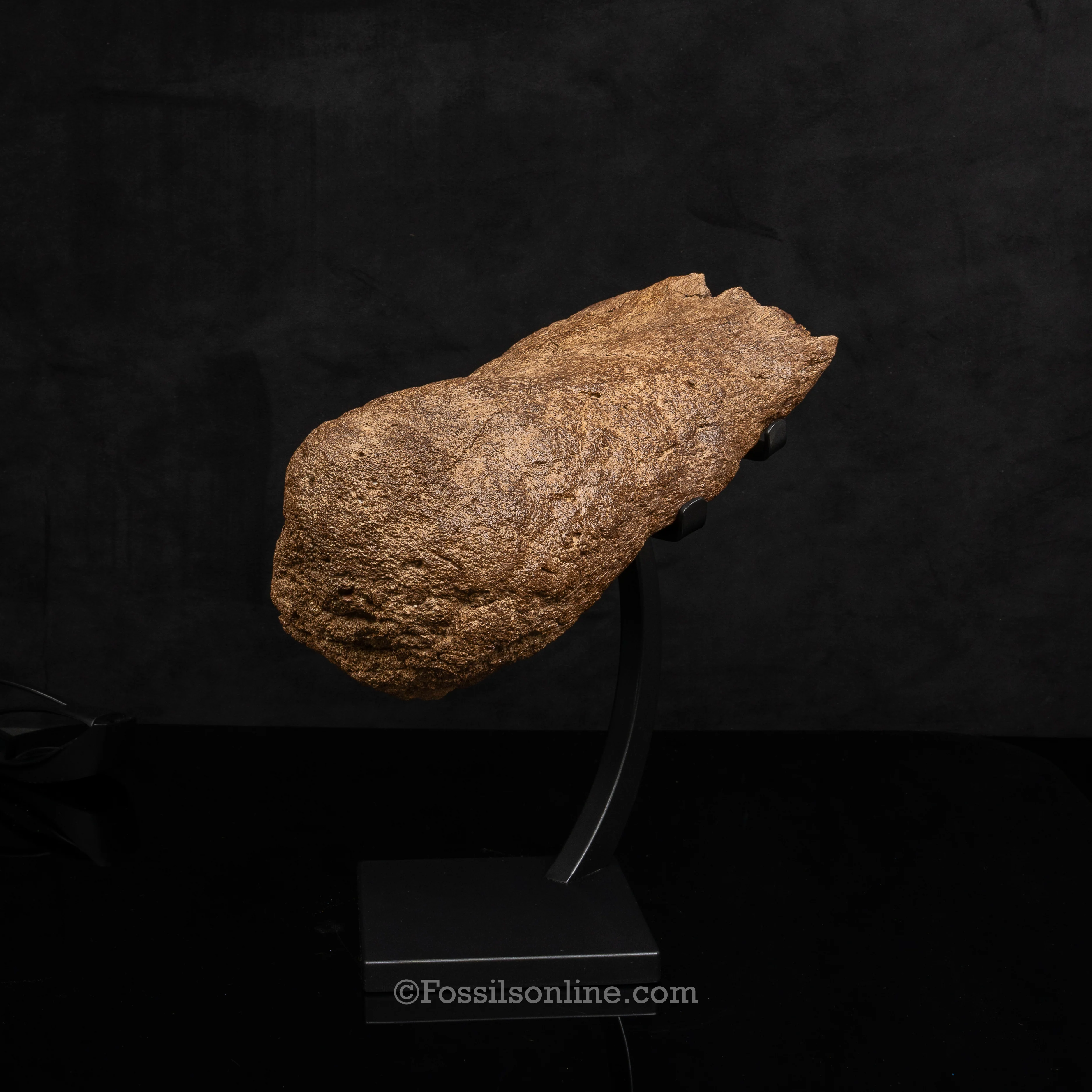 Triceratops Nose Horn on Display Stand - Image 2