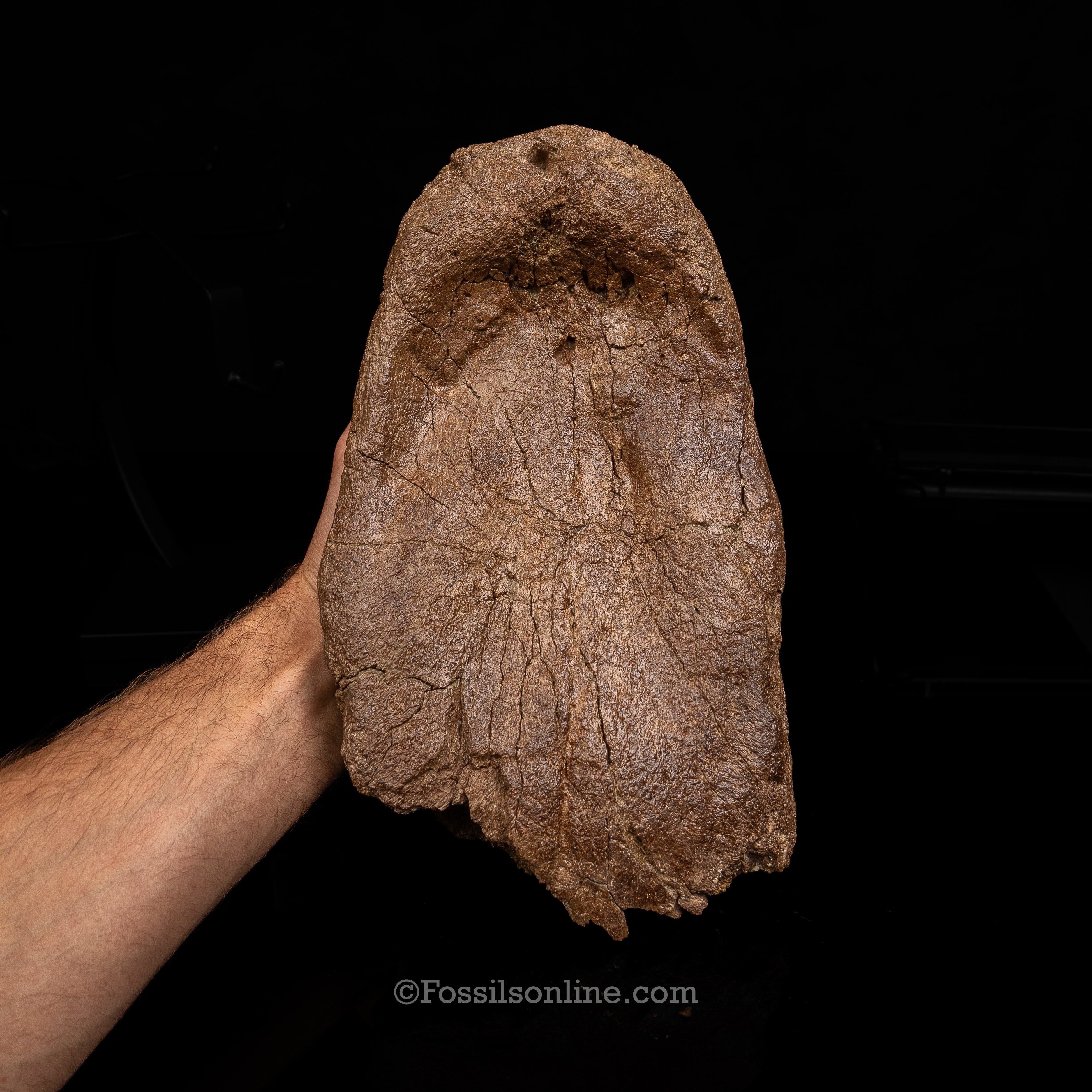 Triceratops Nose Horn on Display Stand - Image 7