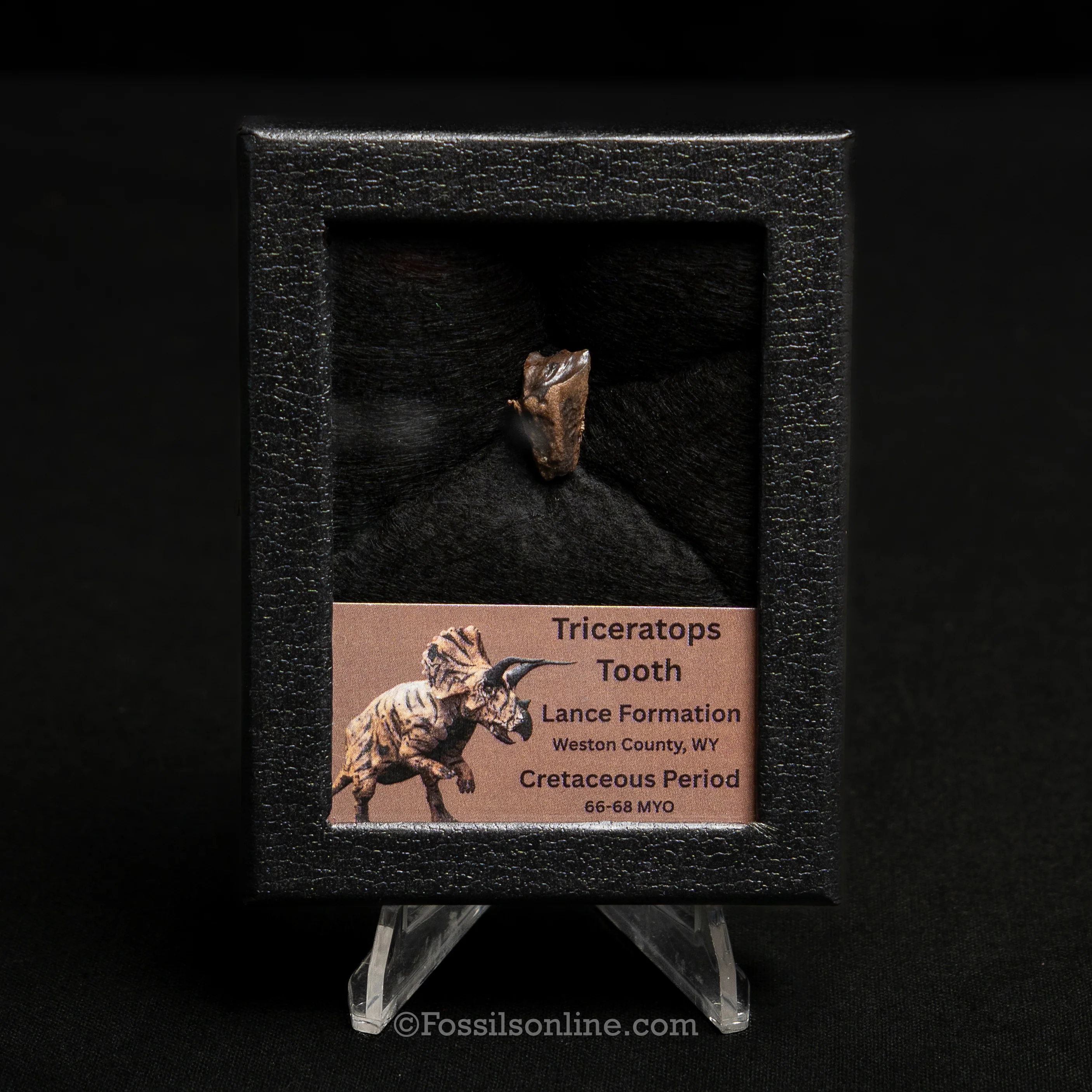 Triceratops Tooth Sm Case Lance FM - Image 2