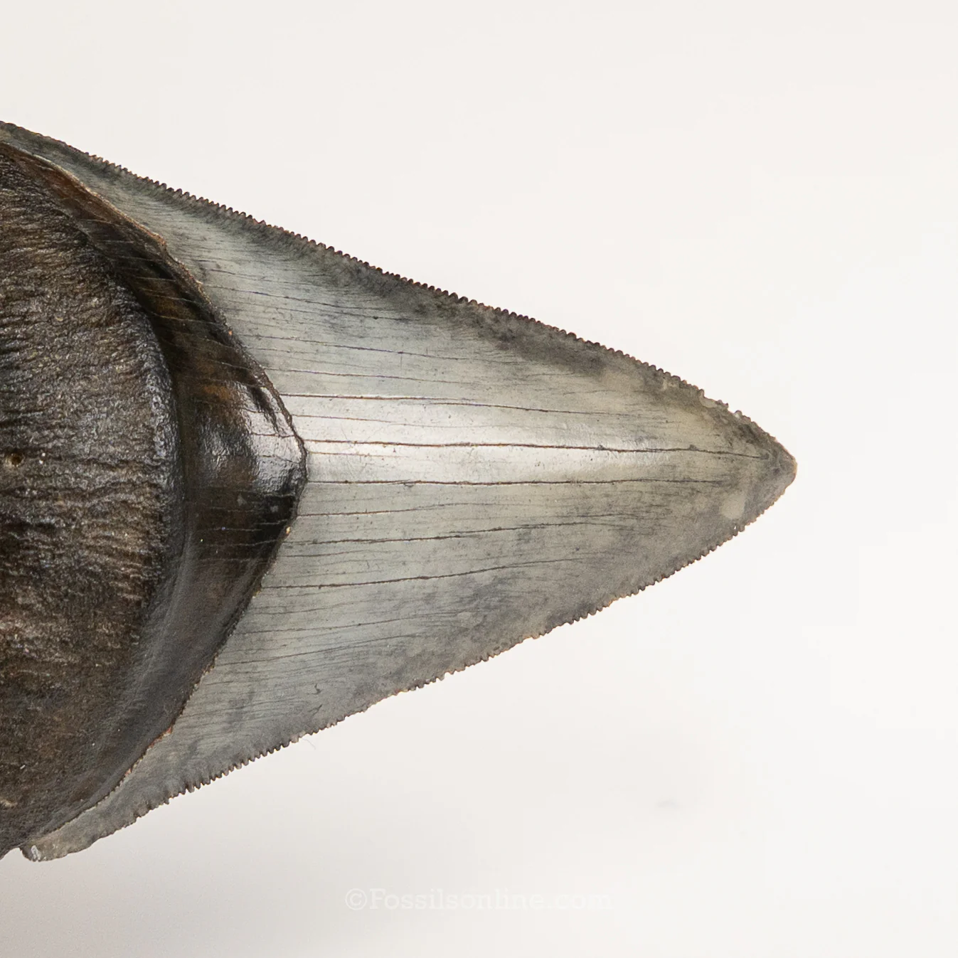 Gem Venice Megalodon 4.04" - Image 3