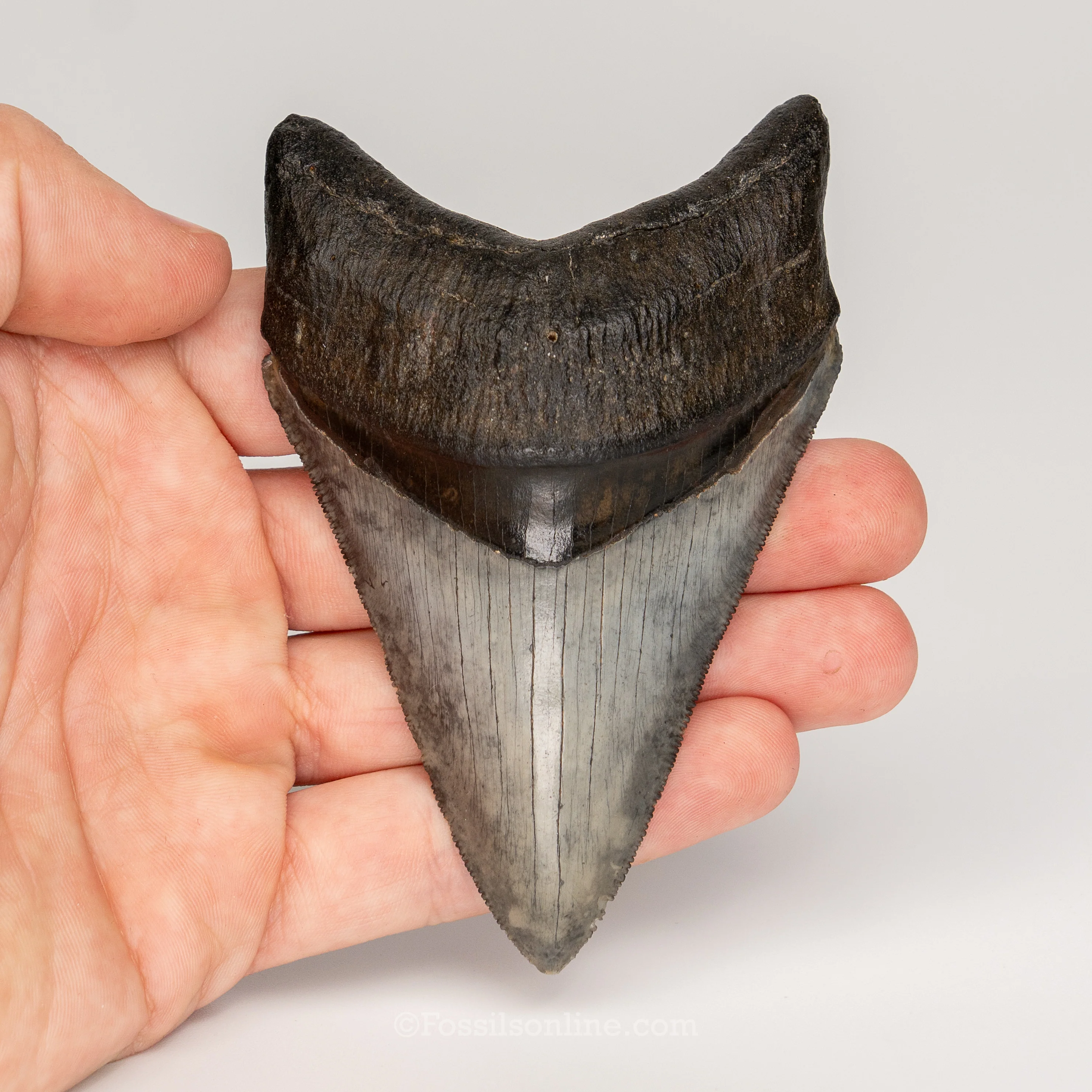 Gem Venice Megalodon 4.04" - Image 4