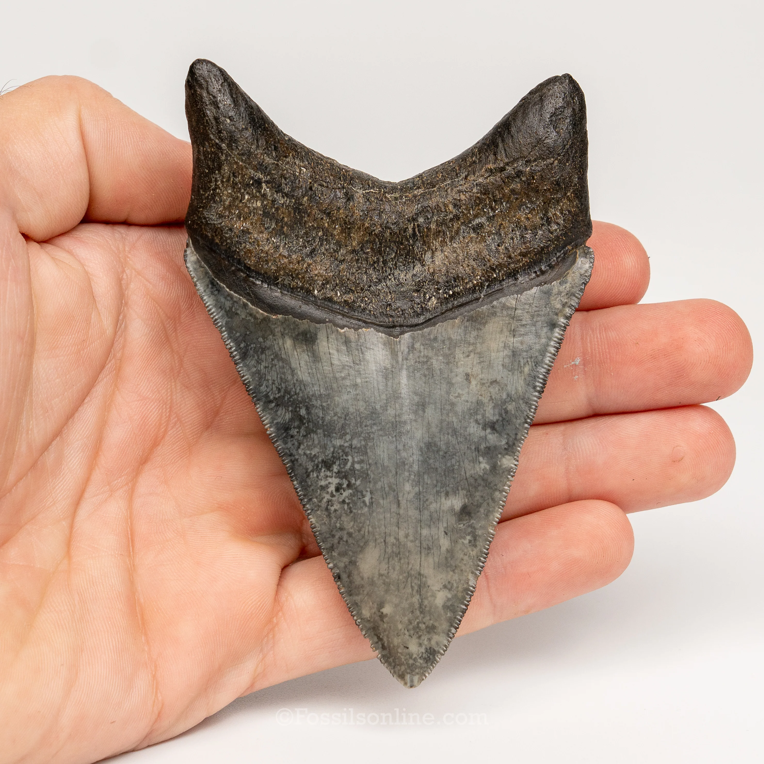 Gem Venice Megalodon 4.04" - Image 5